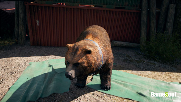 Far Cry 5 - Dove trovare l'orso Cheesburger