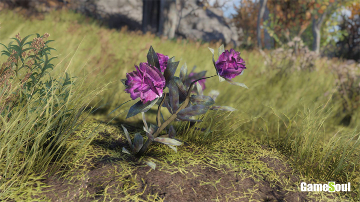 Fallout 76 - Dove trovare Rododendro | Guida